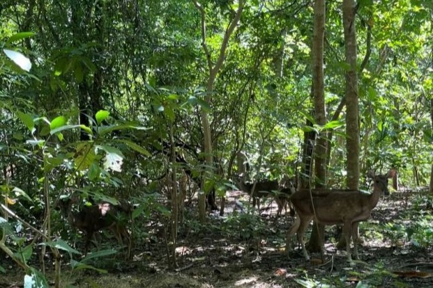 Kabar Gembira dari Pulau Moyo, Rusa yang Dilepas Kini Beranak dan Kian Liar